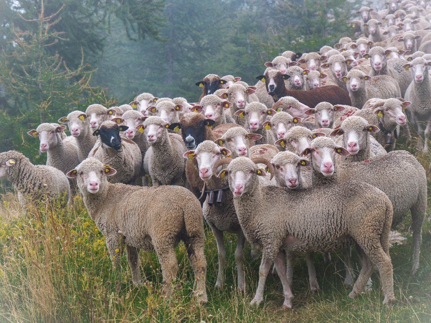 Schafherde auf Alm